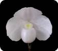 Paph. niveum